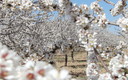 Mar de almendros en flor