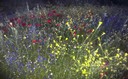 Explosión de colores