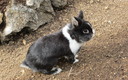 Animales en mi patio