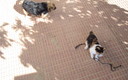 Pepi y su amigo cuqui