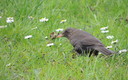 El pajarito irunes