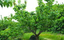 Cerezas pintonas en Las Barrancas