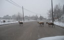 nieve