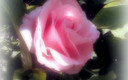 una rosa