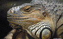 IGUANA..