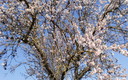 PRIMAVERA SARIÑENA