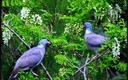 Palomas normales y corrientes.
