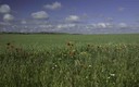Primavera manchega