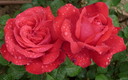 ................DESPUÉS DE LA LLUVIA, SURTIDO DE ROSAS.