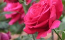 Variedad de colores