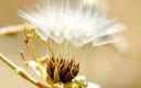Seeds of life