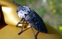 Extraño insecto volador, muy dócil.