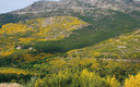 piornos en la sierra