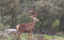el solitario