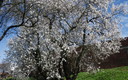 llego la primavera