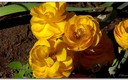 Flores en Badajoz