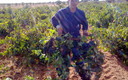 vendimia en la manchuela