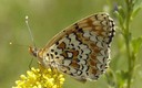 Mariposas