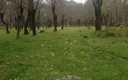 PRIMAVERA
