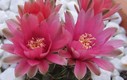 Estrenando Octubre y mis cactus en flor.
