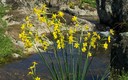 AROMATICAS ALELIAS