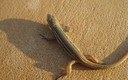 Lagartija