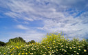 primavera en cala morlanda