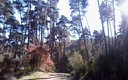 El Pinar de Hoyocasero