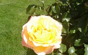 rosas
