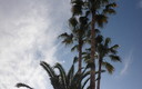 pALMERAS