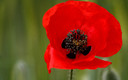Amapola, la flor de primavera