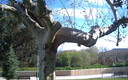 ARBOL