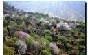 LOS ALMENDROS EN FLORES
