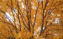 OTOÑO