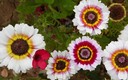 Que colores