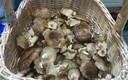 setas de cardo