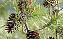 Paisatges