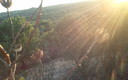Pinares de Cartaya