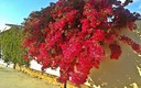 Buganvillas y flores silvestres.