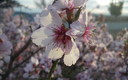 Flor de Almendro