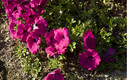 Flores Parque San Amaro