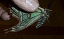 mariposa -graellsia isabelae-