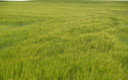 MARES DE CASTILLA