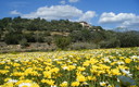 Mares de flores